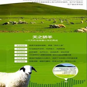 老杨婆烧烤锡盟羊肉配送